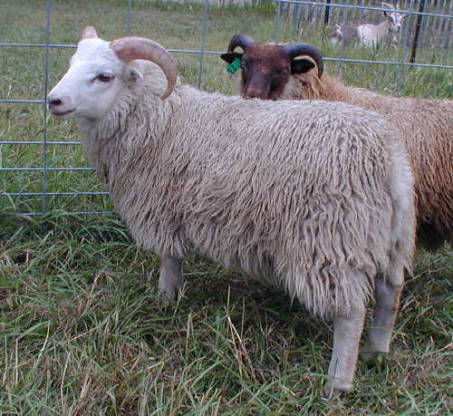 Shaltz Farm G19 Goliath