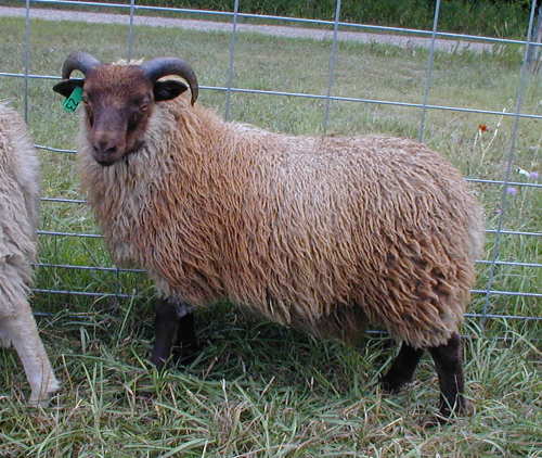 Shaltz Farm G23