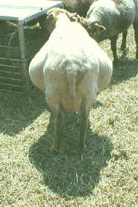 Pregnant Ewe