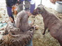 during shearing